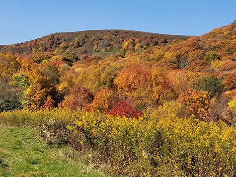 North Carolina llama trekking at Max Patch in the fall