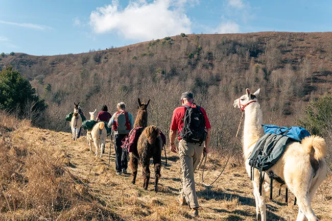 fall llama trekking in North Carolina